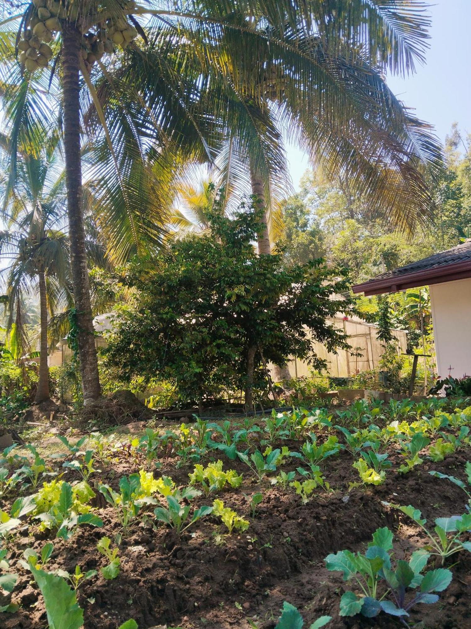 Ella Nature Valley Homestay Exteriér fotografie